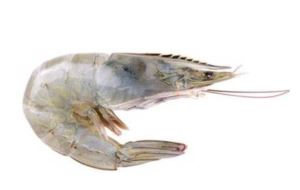 Prawn-Cutlet-16/20-RAW-Tail-On-1Kg-Vannemai-Just-Caught/Starpak-(160414)