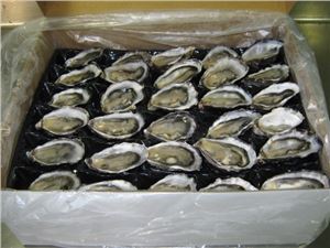 OystersBistro-(60-75mm)-12.5-dozen-Pacifc-(GF)-(128304)